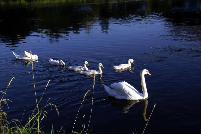 Schwaene auf der Sauer Bild Nr.020